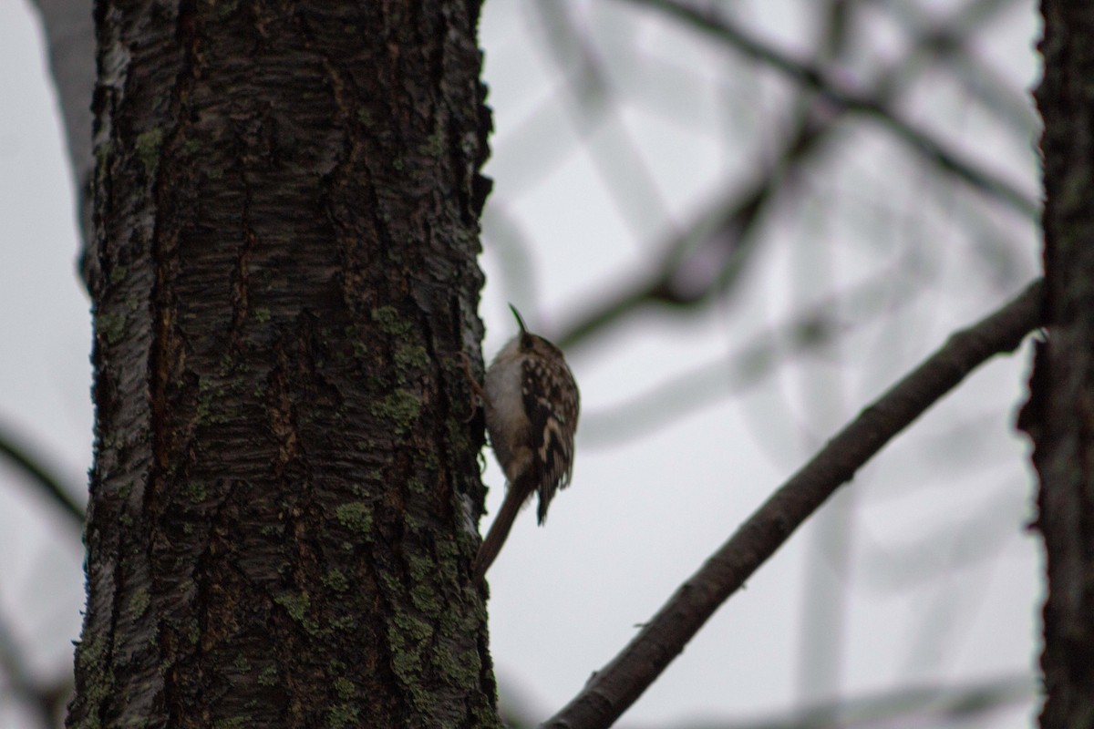 Brown Creeper - ML219866711