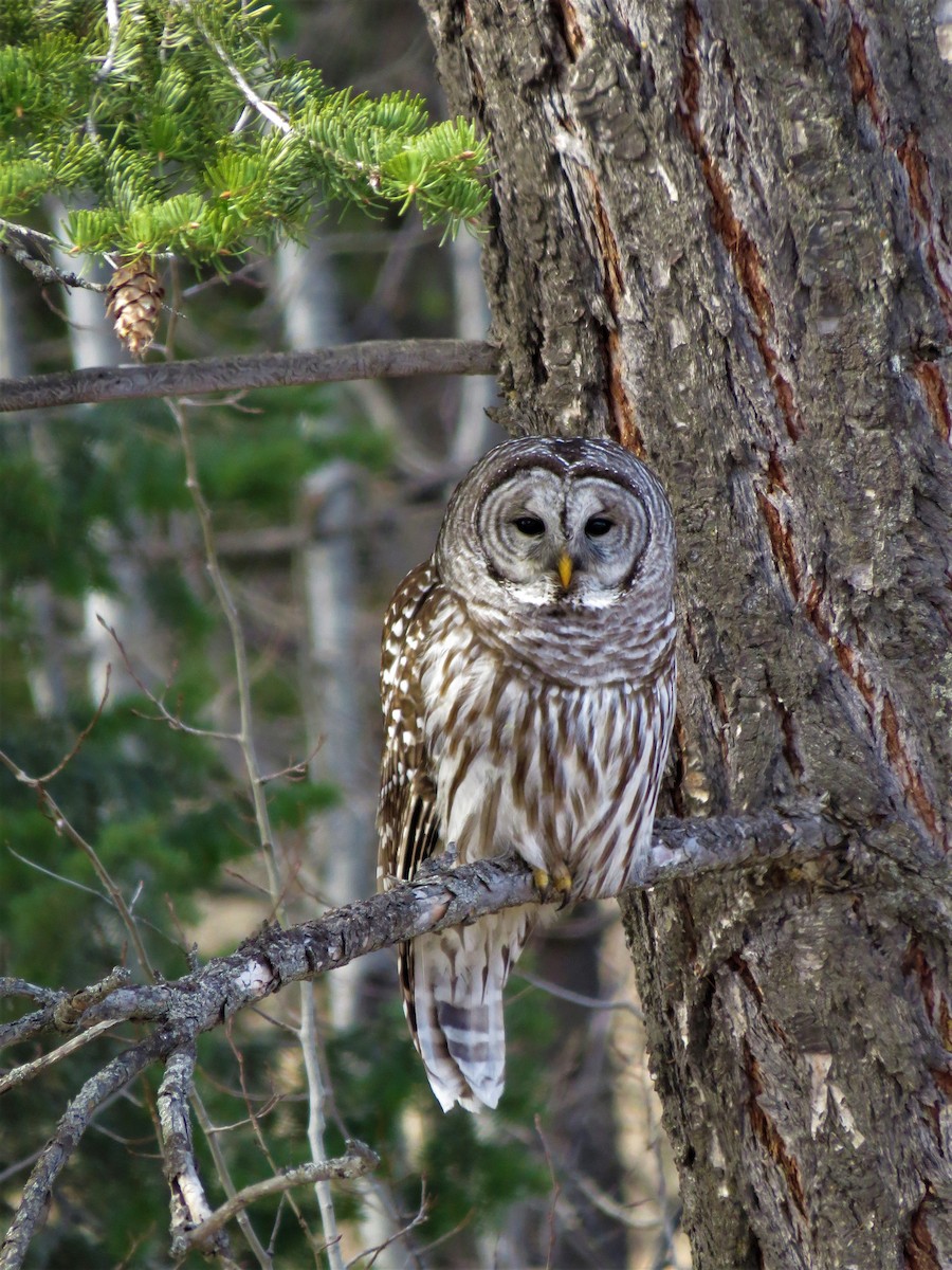 Barred Owl - ML219866771