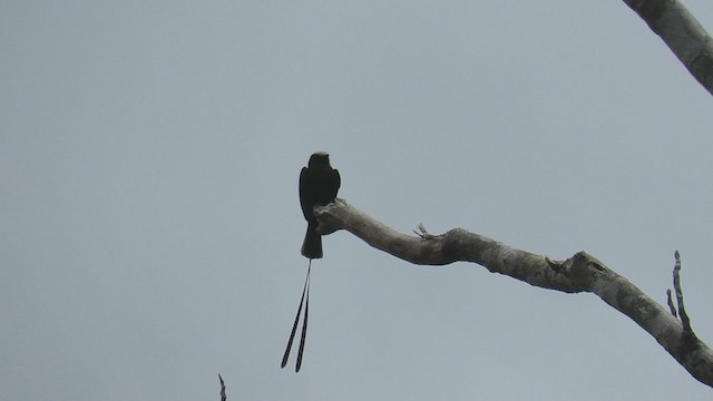 Long-tailed Tyrant - ML219867111