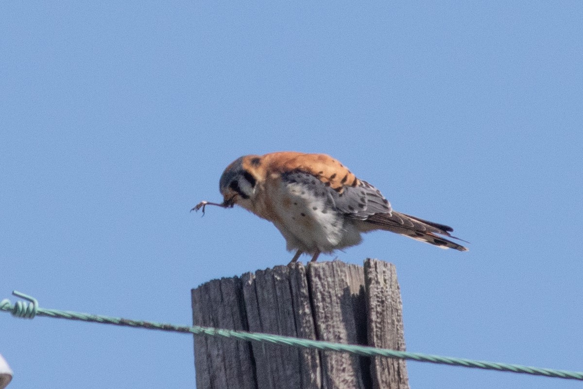 American Kestrel - ML219868681