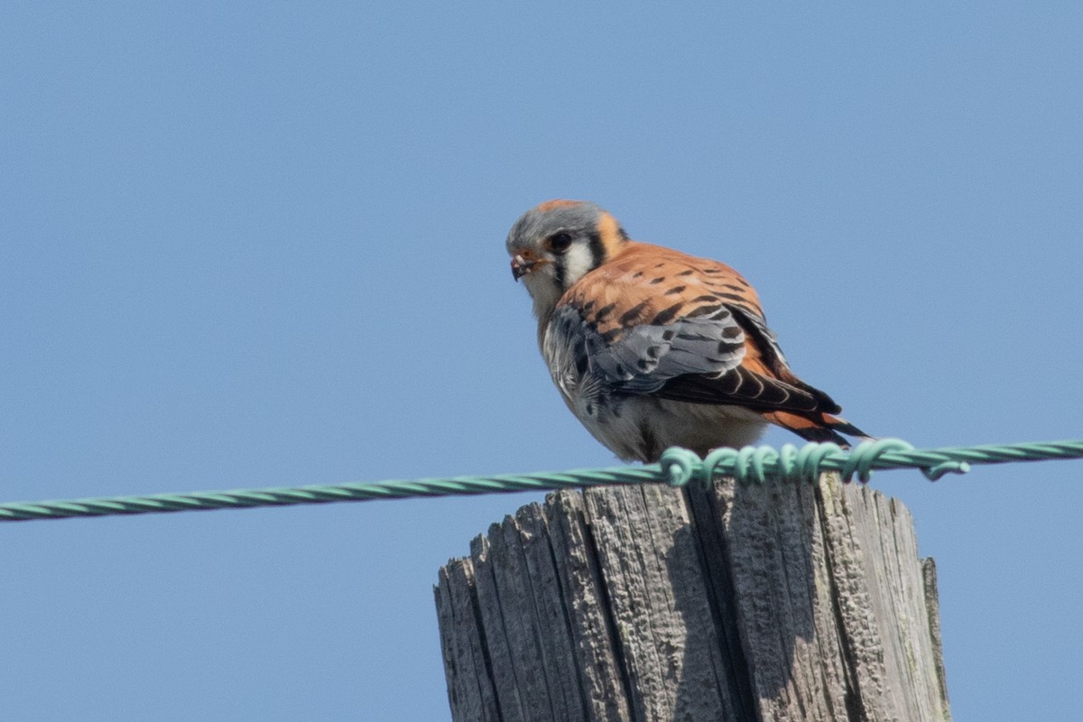 American Kestrel - ML219868711