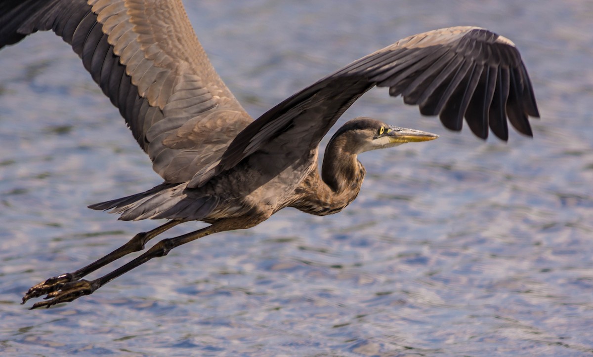 Great Blue Heron - ML21986891