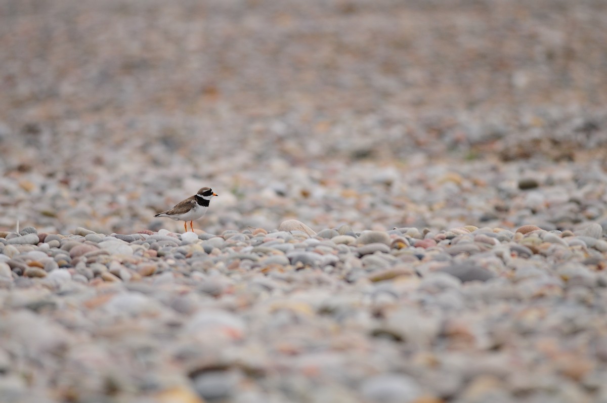 Common Ringed Plover - Vincent Gaillard