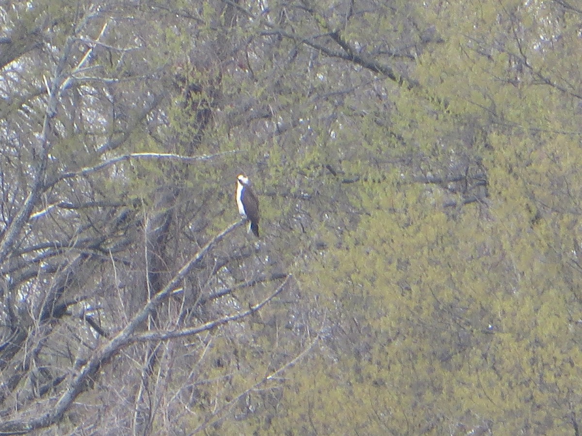 Balbuzard pêcheur - ML219870011