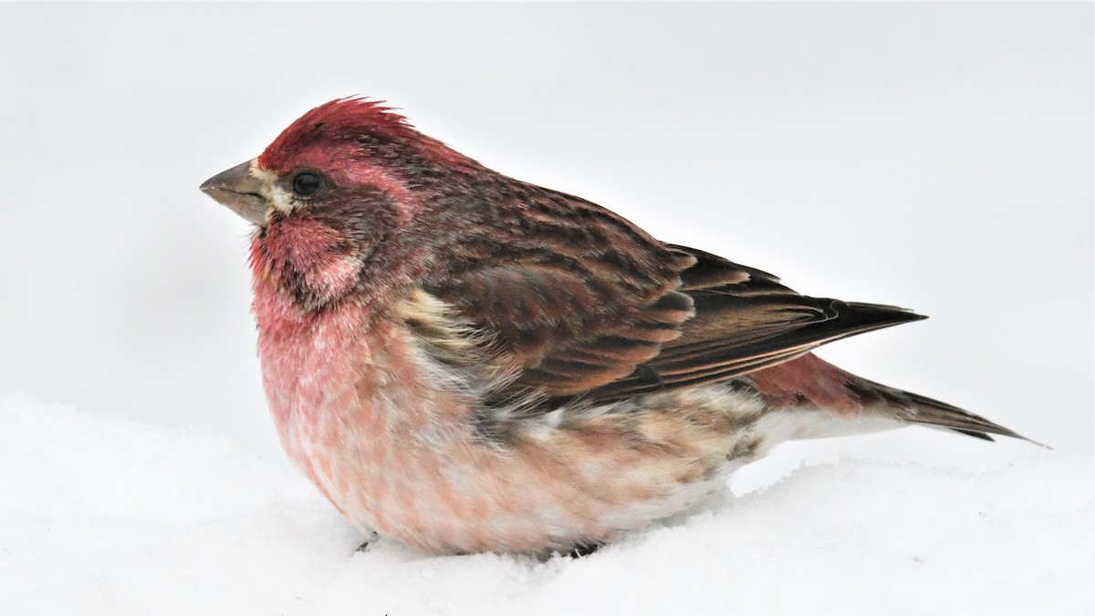 Purple Finch - ML219870891