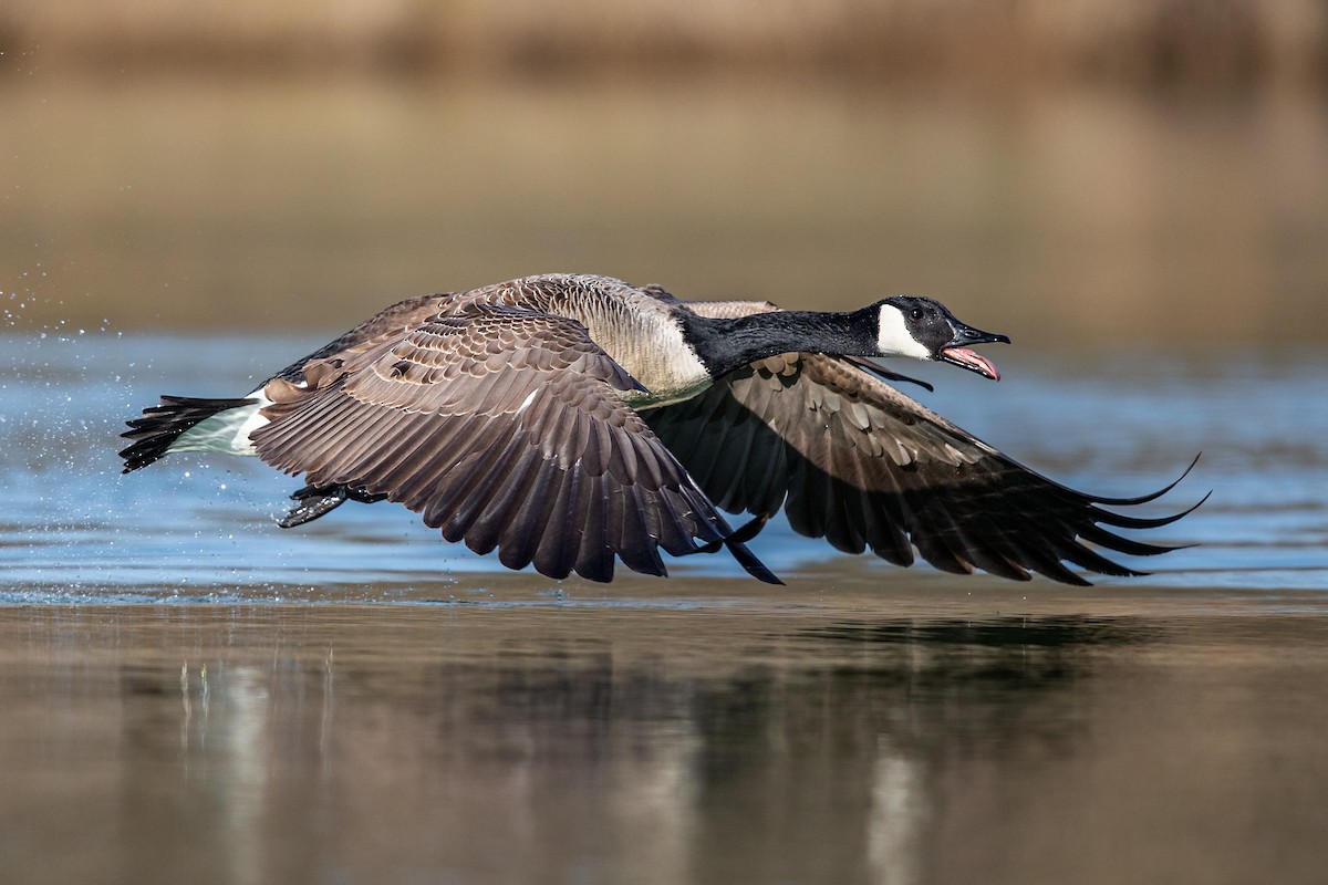 Canada Goose - ML219870951