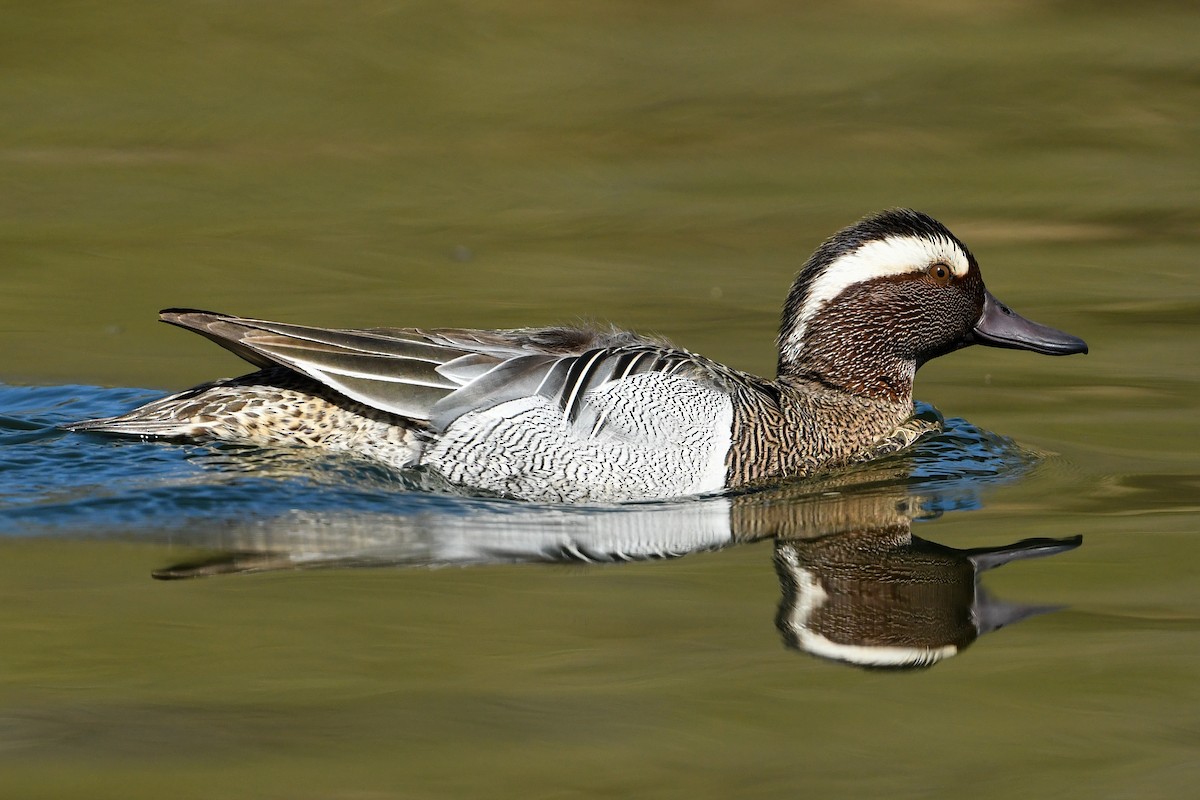 Garganey - Maryse Neukomm