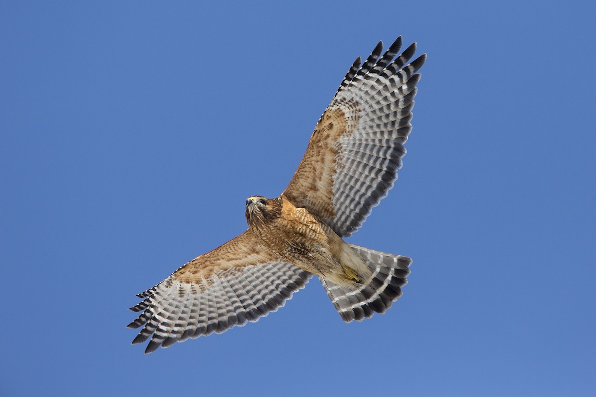 Red-shouldered Hawk - Bob MacDonnell