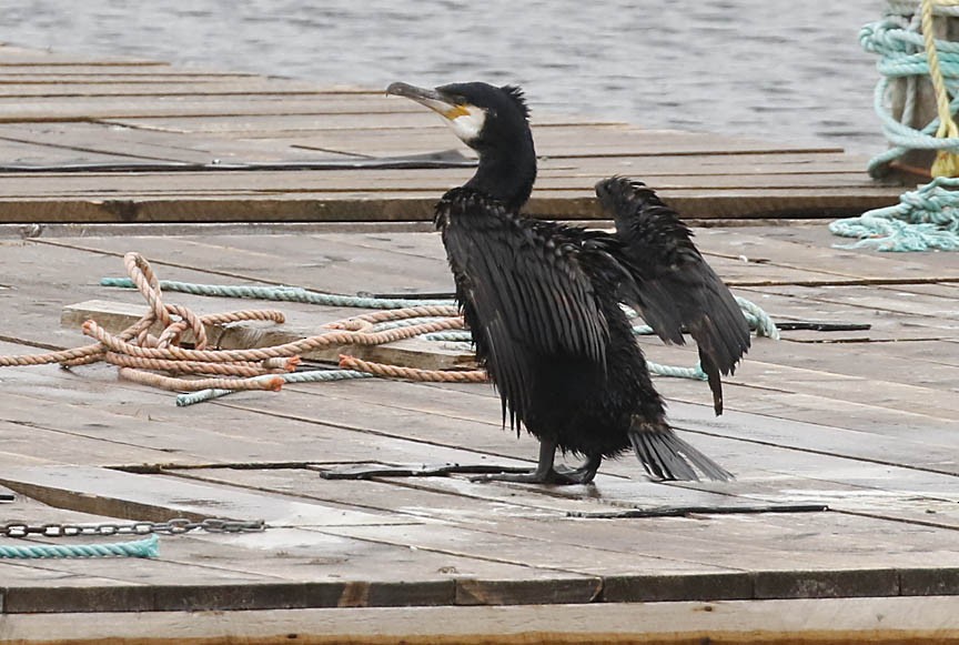 Great Cormorant - Mark Dennis