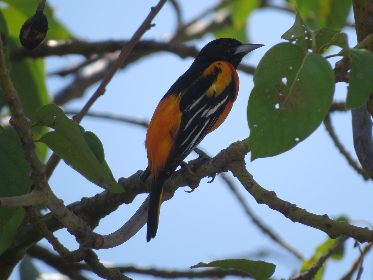 Baltimore Oriole - Francisco Emilio Roldan Velasco Tuxtla Birding Club - Chiapas