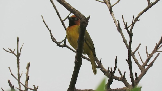 Olive-naped Weaver - ML219877901