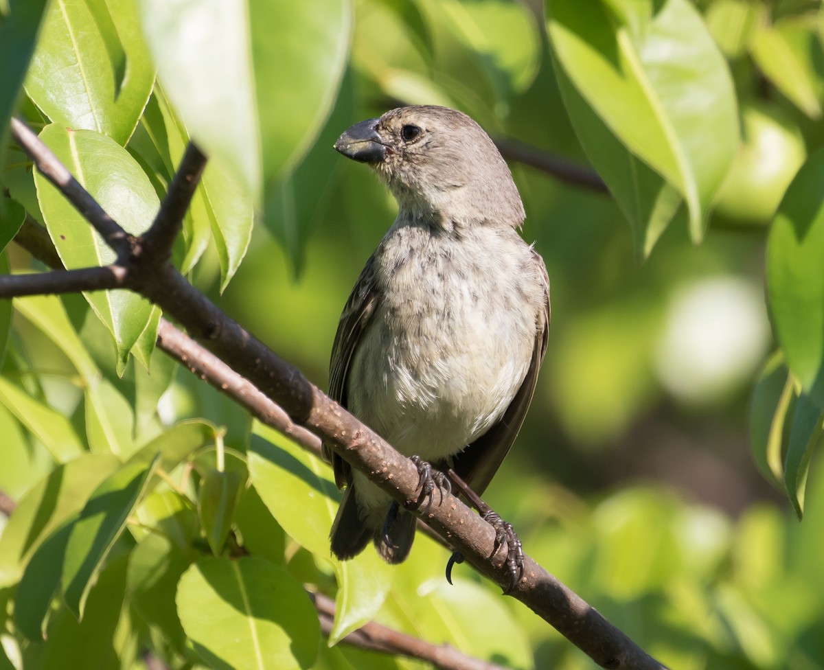 Large Tree-Finch - Ian Burgess