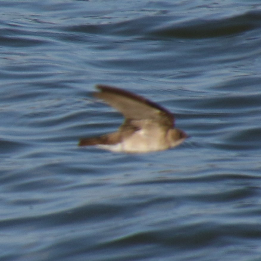 Northern Rough-winged Swallow - ML219881521