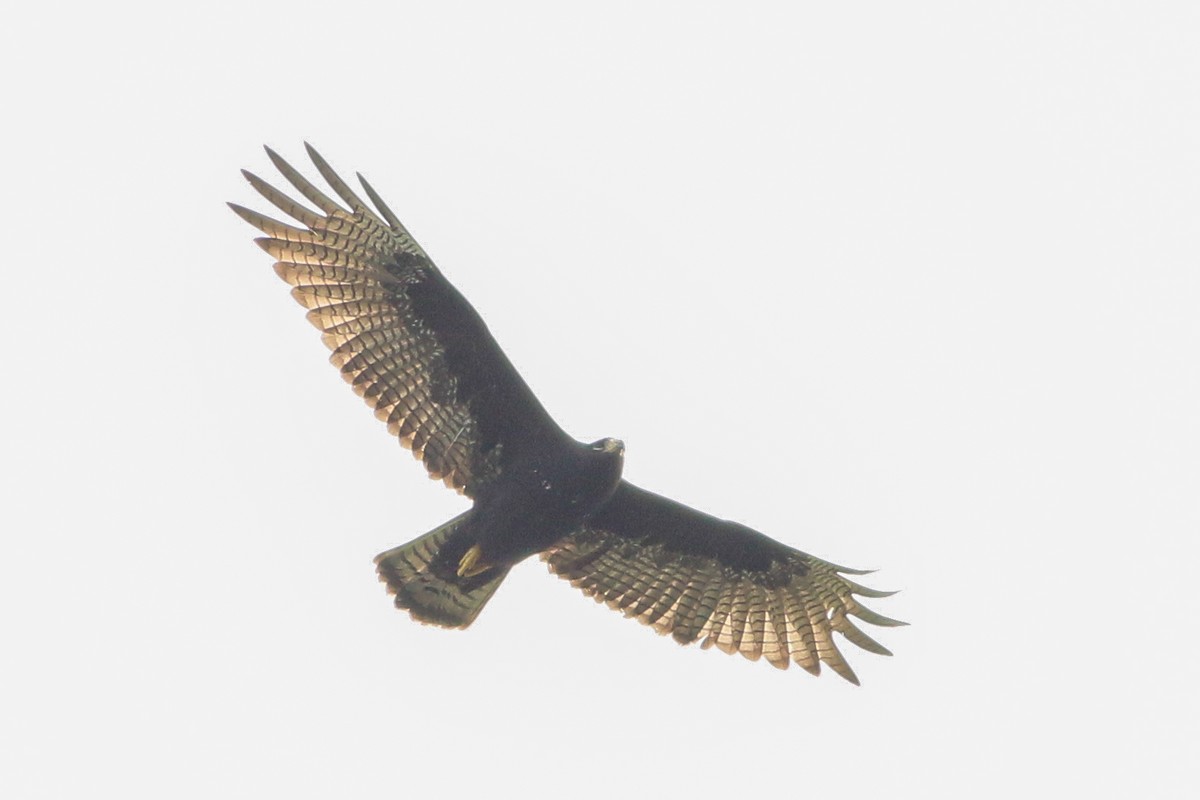 Zone-tailed Hawk - ML219881541