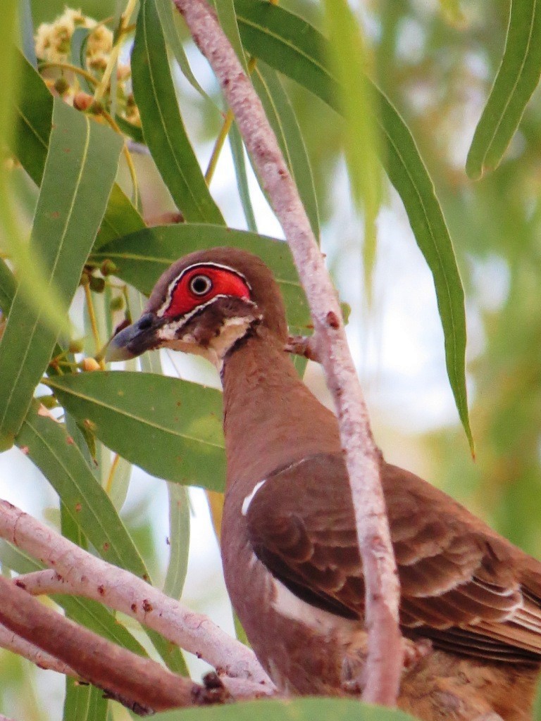 Partridge Pigeon - ML219884331