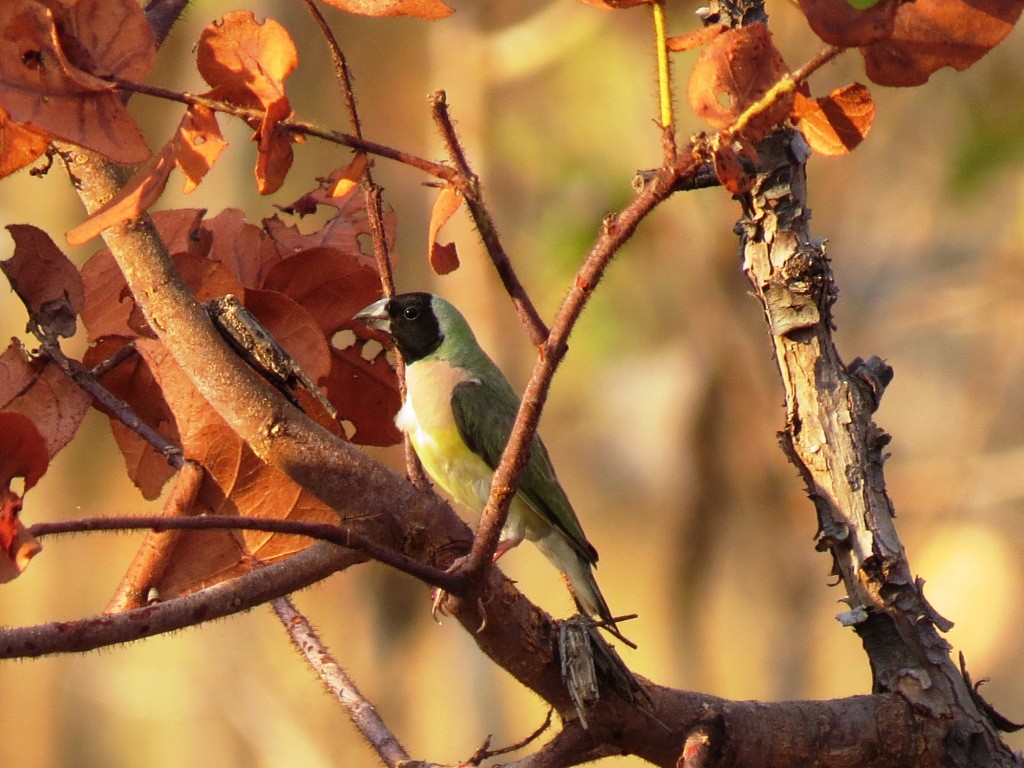 Gouldian Finch - ML219884381