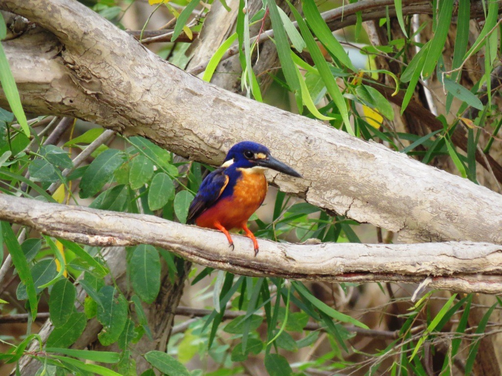 Azure Kingfisher - ML219884821