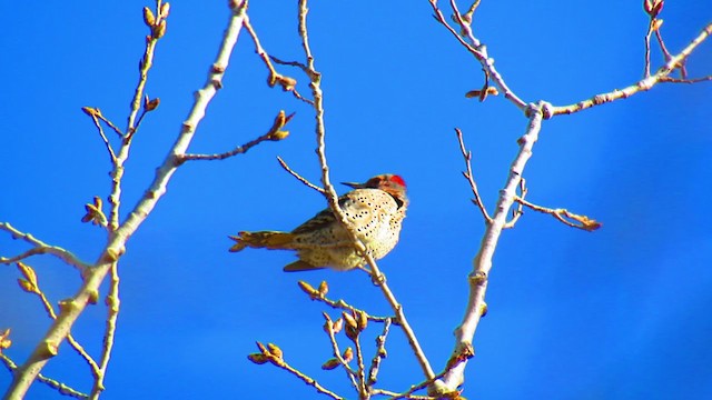 Northern Flicker - ML219886541