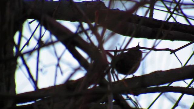 フユミソサザイ - ML219886681