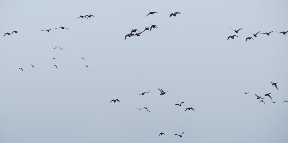 Mallard - ML219886791