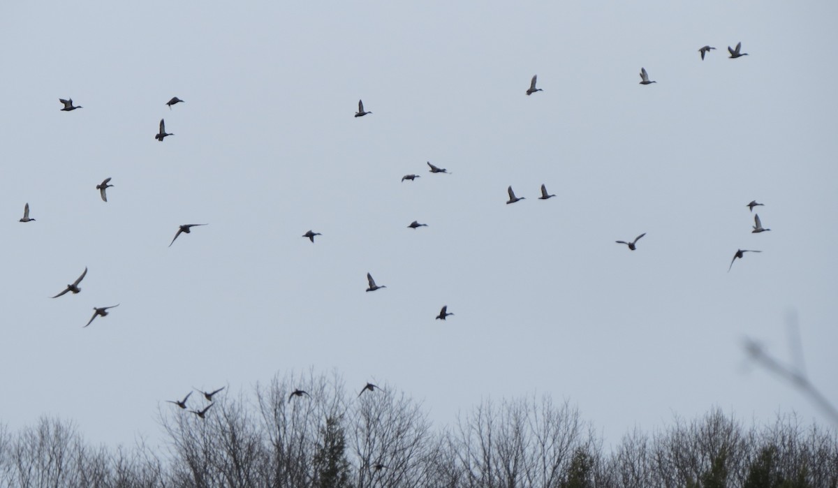 Mallard - ML219886821