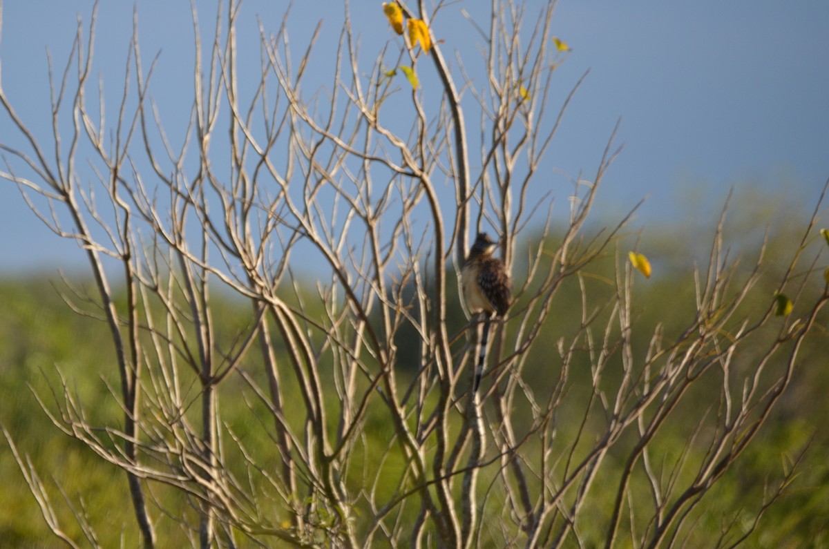 Lesser Roadrunner - ML219886961