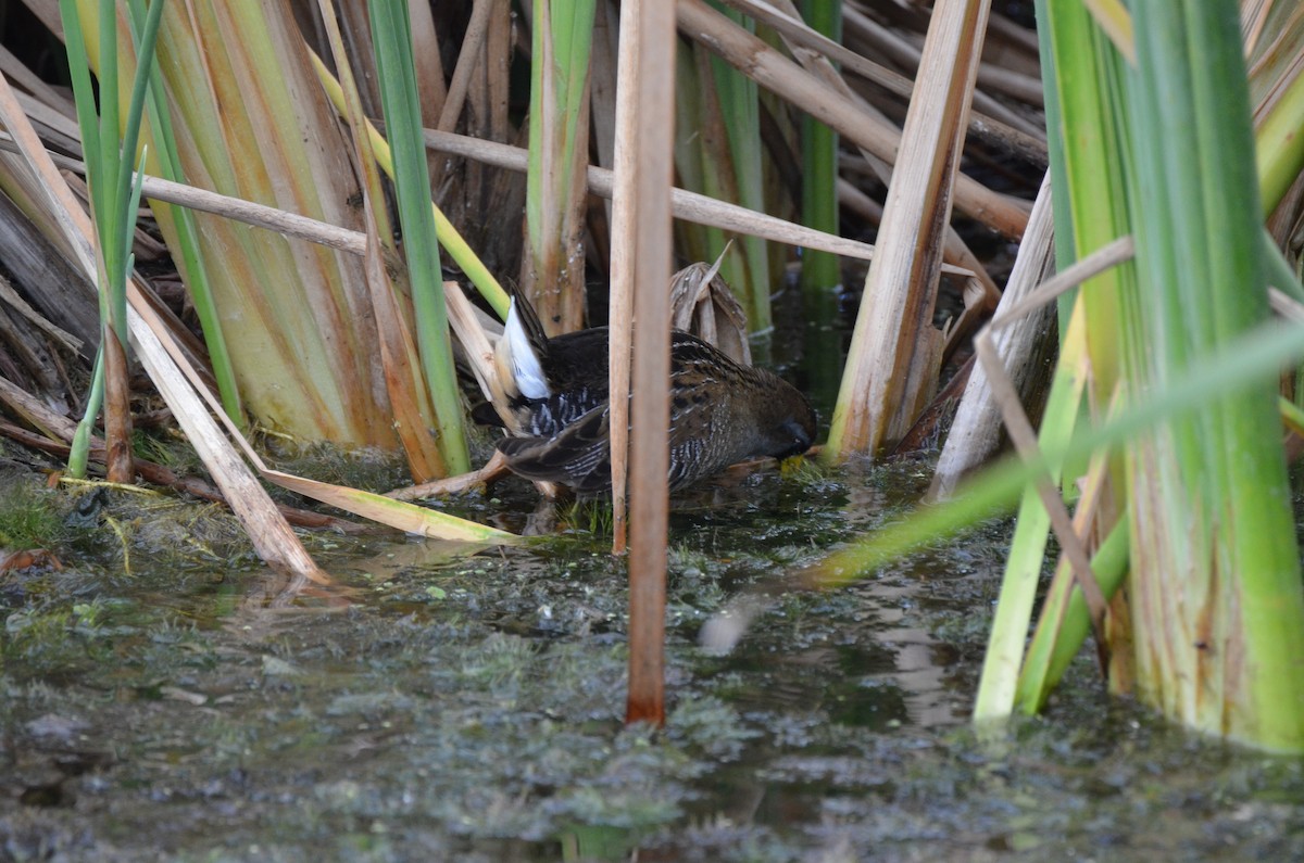 Polluela Sora - ML219887241