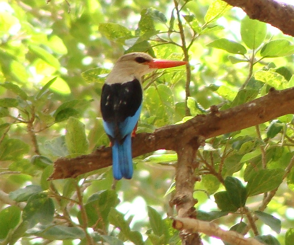 Gray-headed Kingfisher - ML219887501