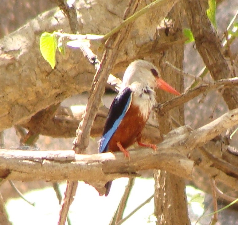 Gray-headed Kingfisher - ML219887541