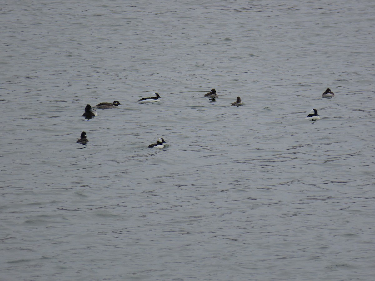 Bufflehead - ML219887961