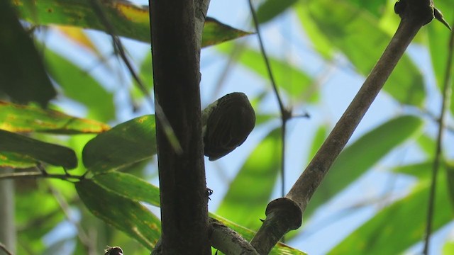 Fine-barred Piculet - ML219888091