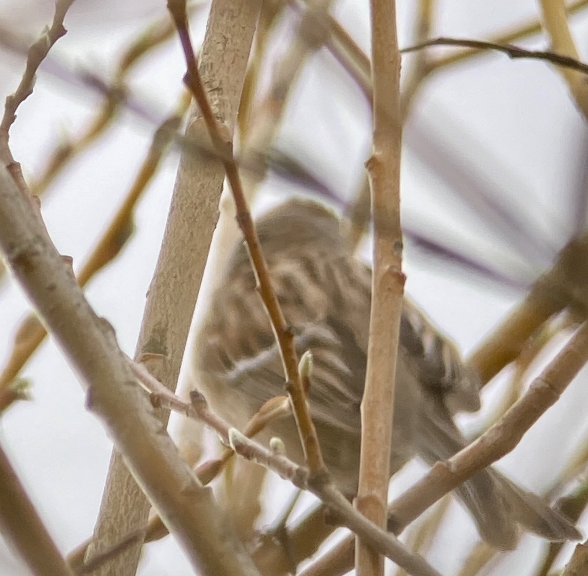 American Tree Sparrow - ML219890121
