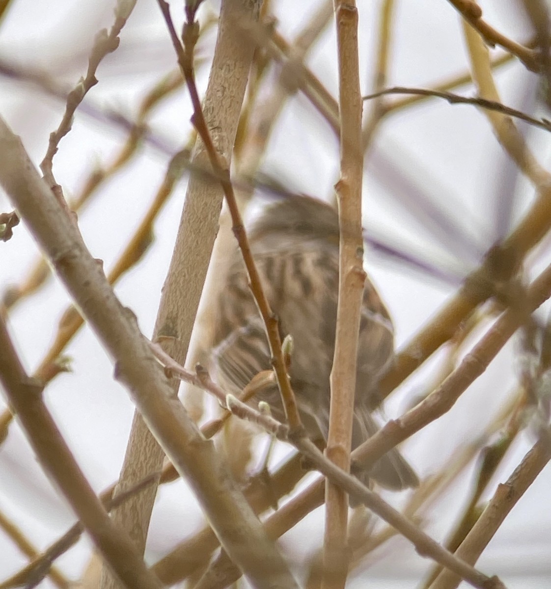 American Tree Sparrow - ML219890131