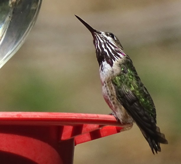 Calliope Hummingbird - ML219891621