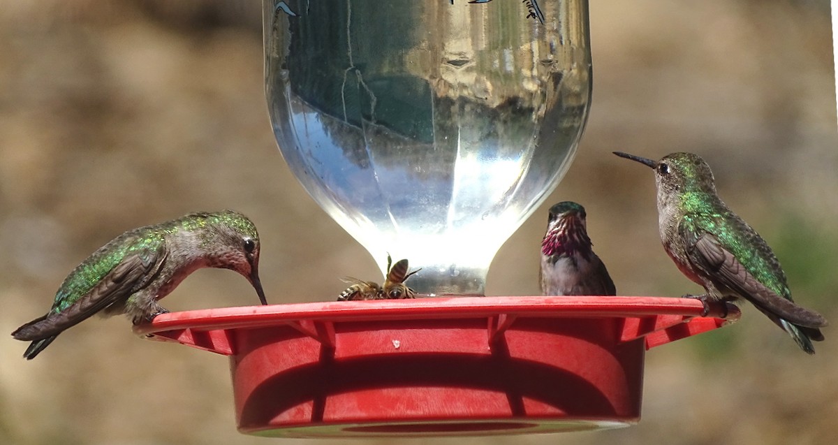 Calliope Hummingbird - ML219891631