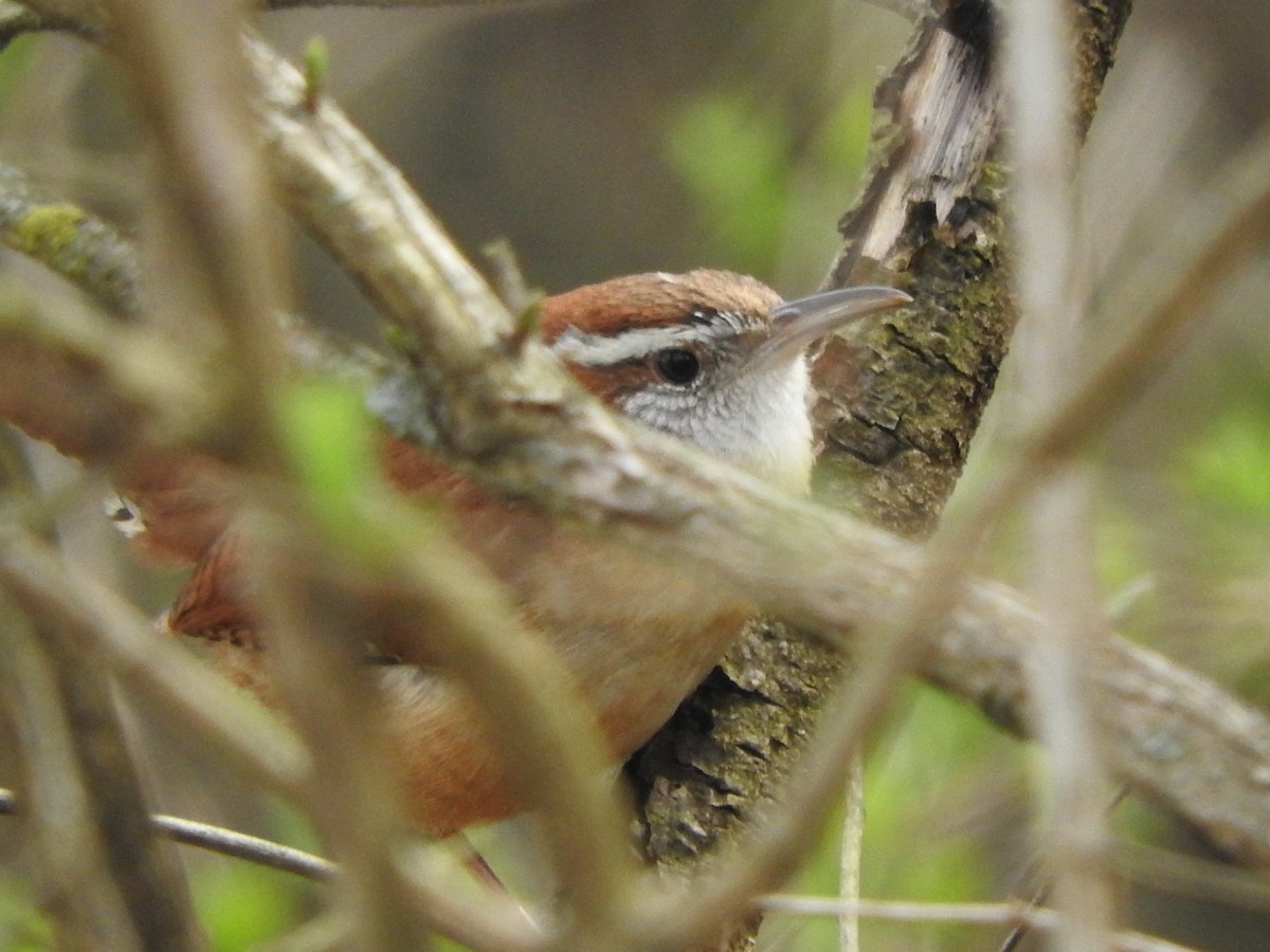 Carolina Wren - ML219892071