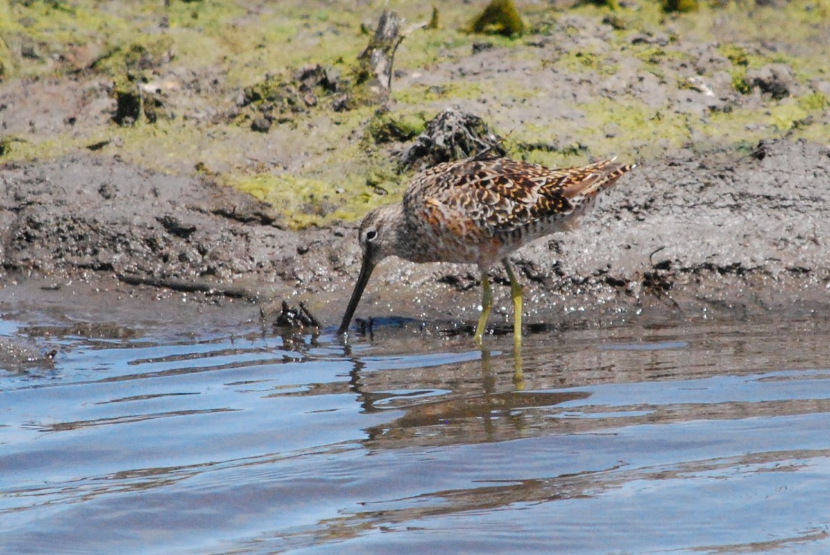 Long-billed Dowitcher - ML219892551