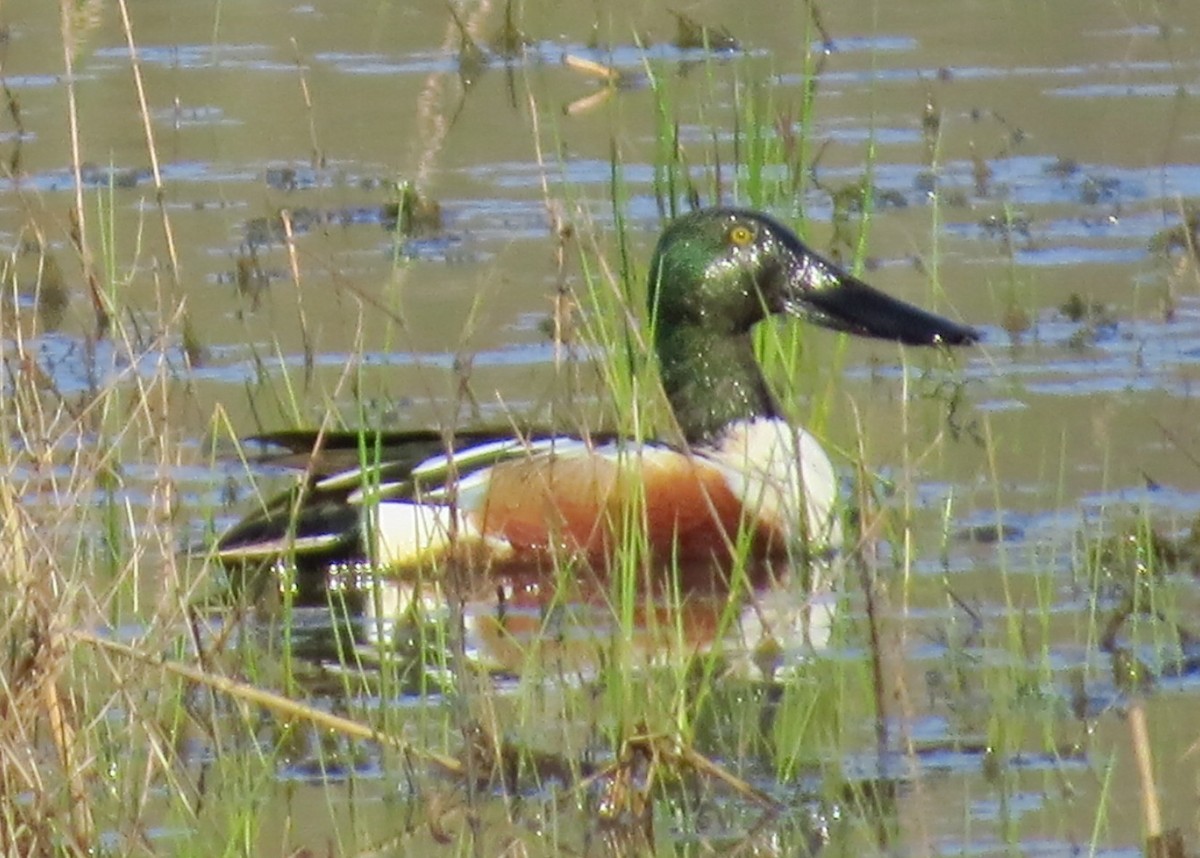 Northern Shoveler - ML219892891