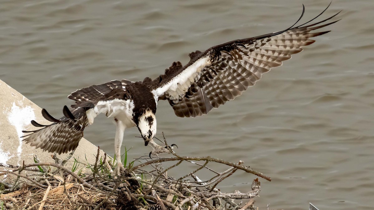 Osprey - Keith Kennedy