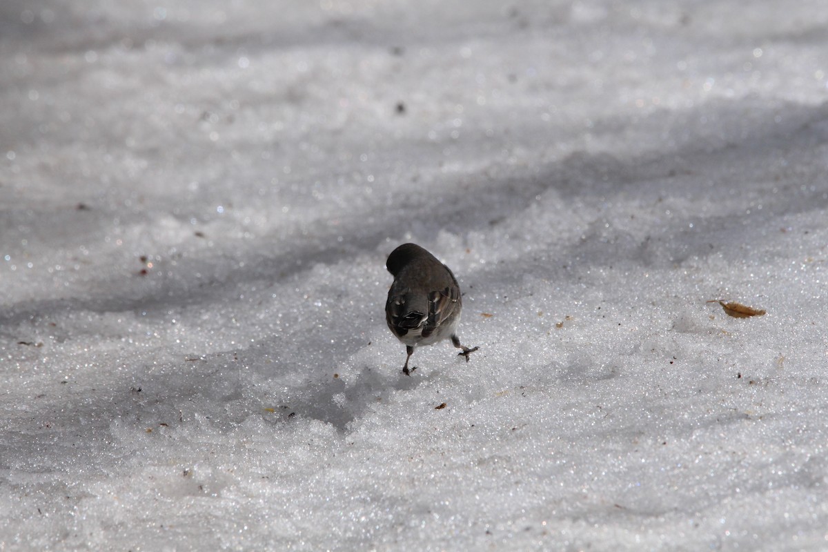 Junco ardoisé - ML219895061