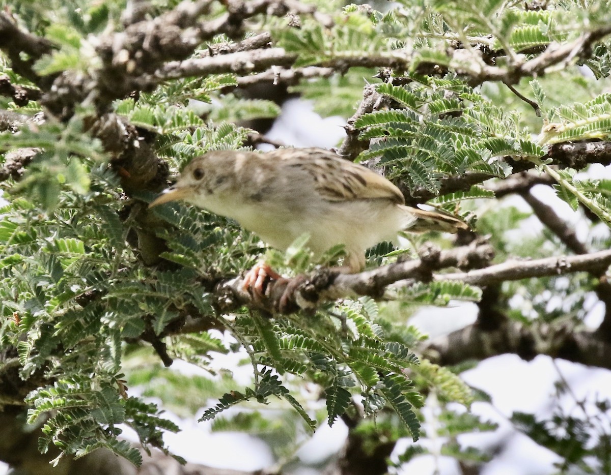 Rattling Cisticola - ML219895321