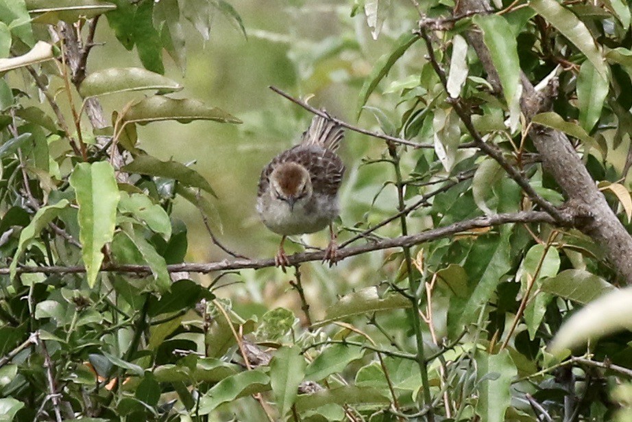 Zitting Cisticola - ML219895371