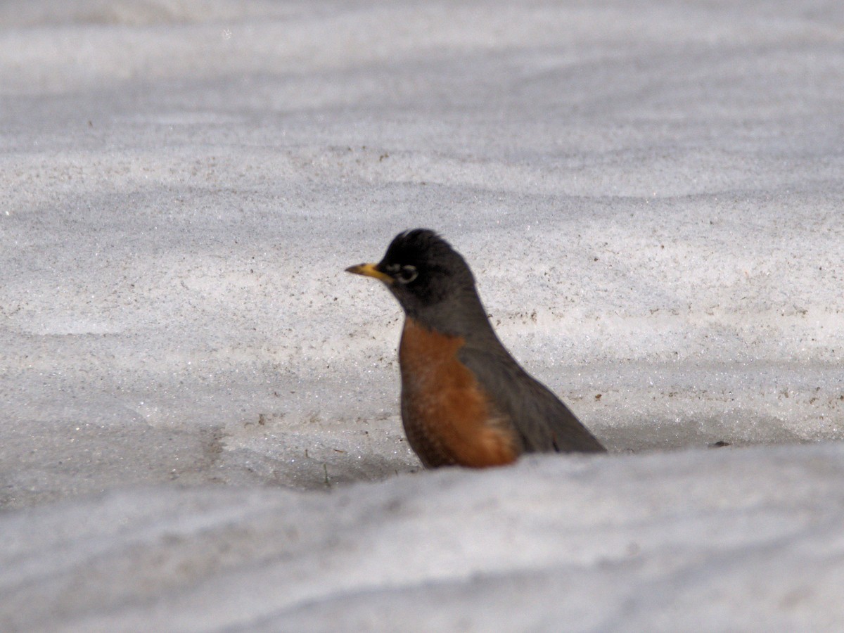 American Robin - ML219895461