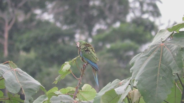 Chestnut-fronted Macaw - ML219895741