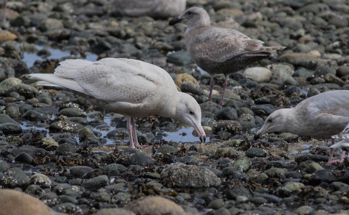 Glaucous Gull - Joachim Bertrands | Ornis Birding Expeditions