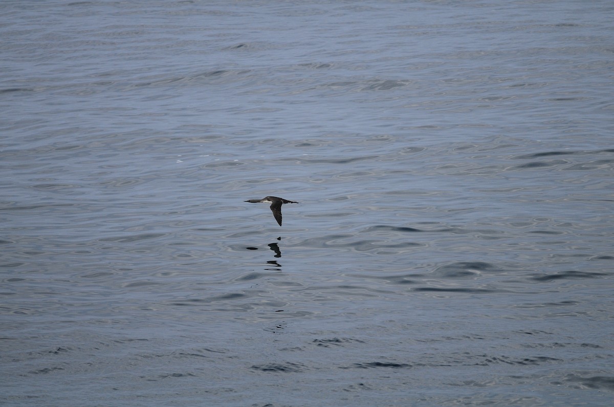 Red-throated Loon - Vincent Gaillard