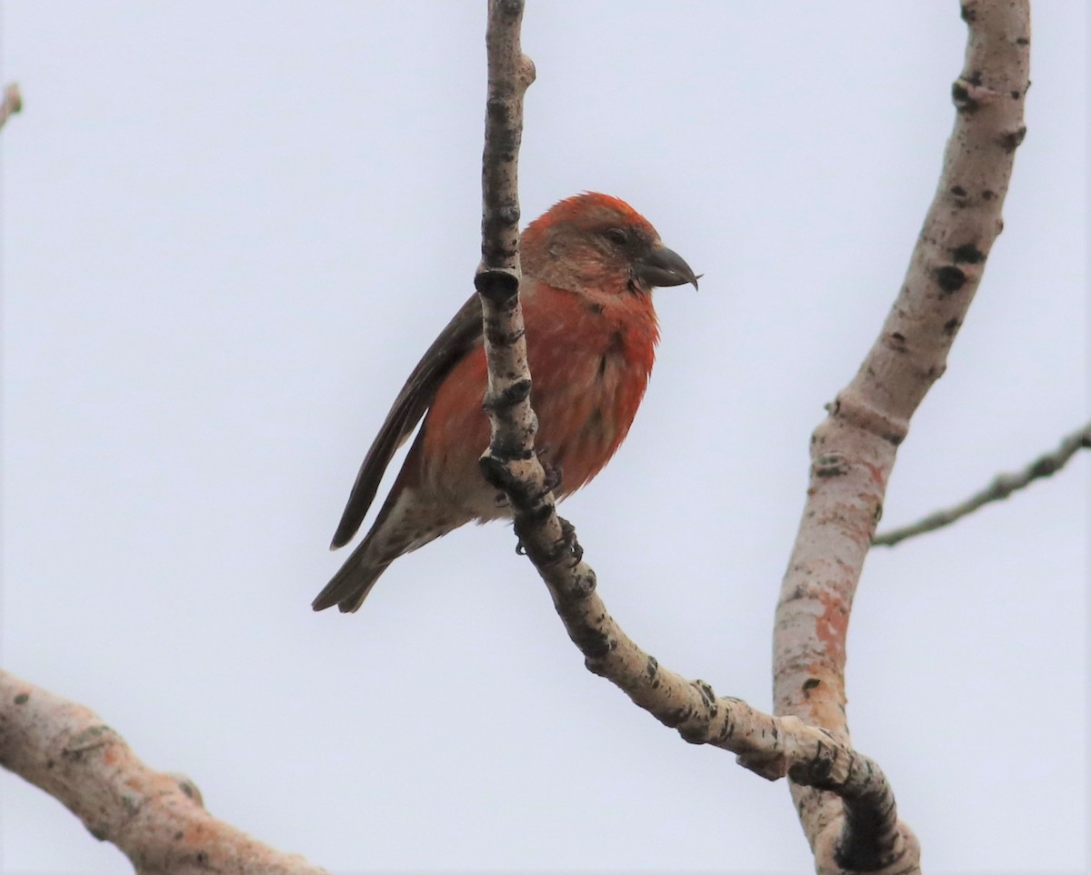 Red Crossbill - ML219896831