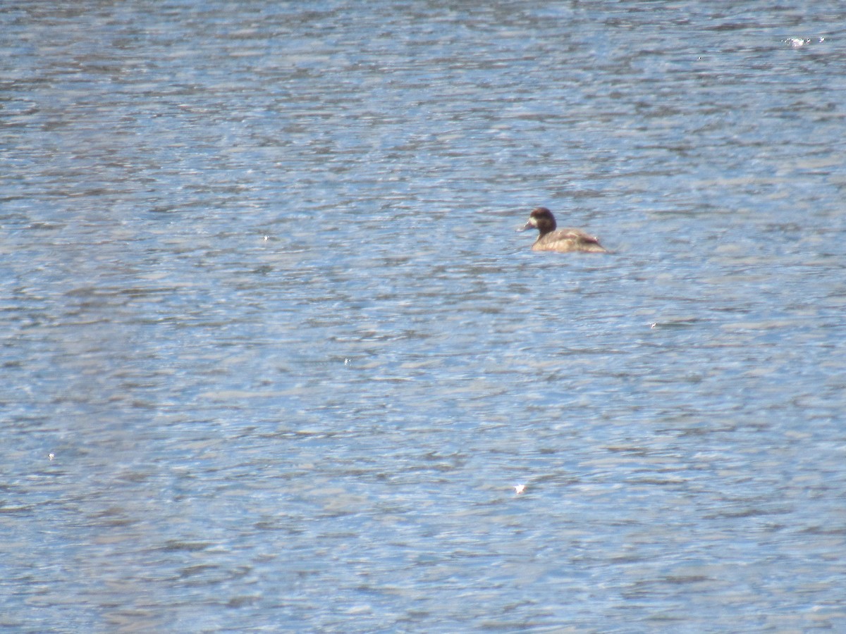 Lesser Scaup - ML219896931