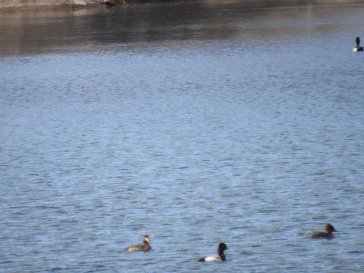 Lesser Scaup - John Coyle