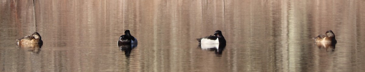 Ring-necked Duck - ML219897271